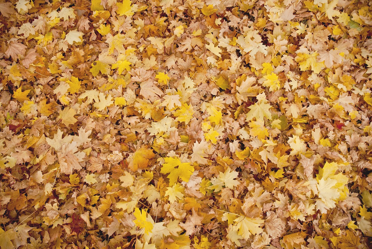 autumn leaves background free photo