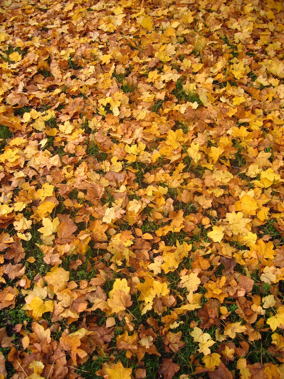 autumn fall foliage golden autumn free photo