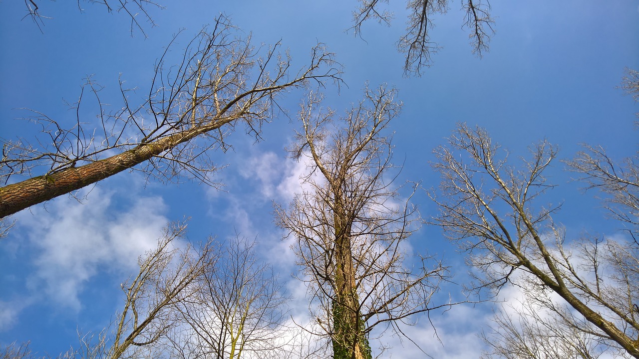 autumn nature trees free photo