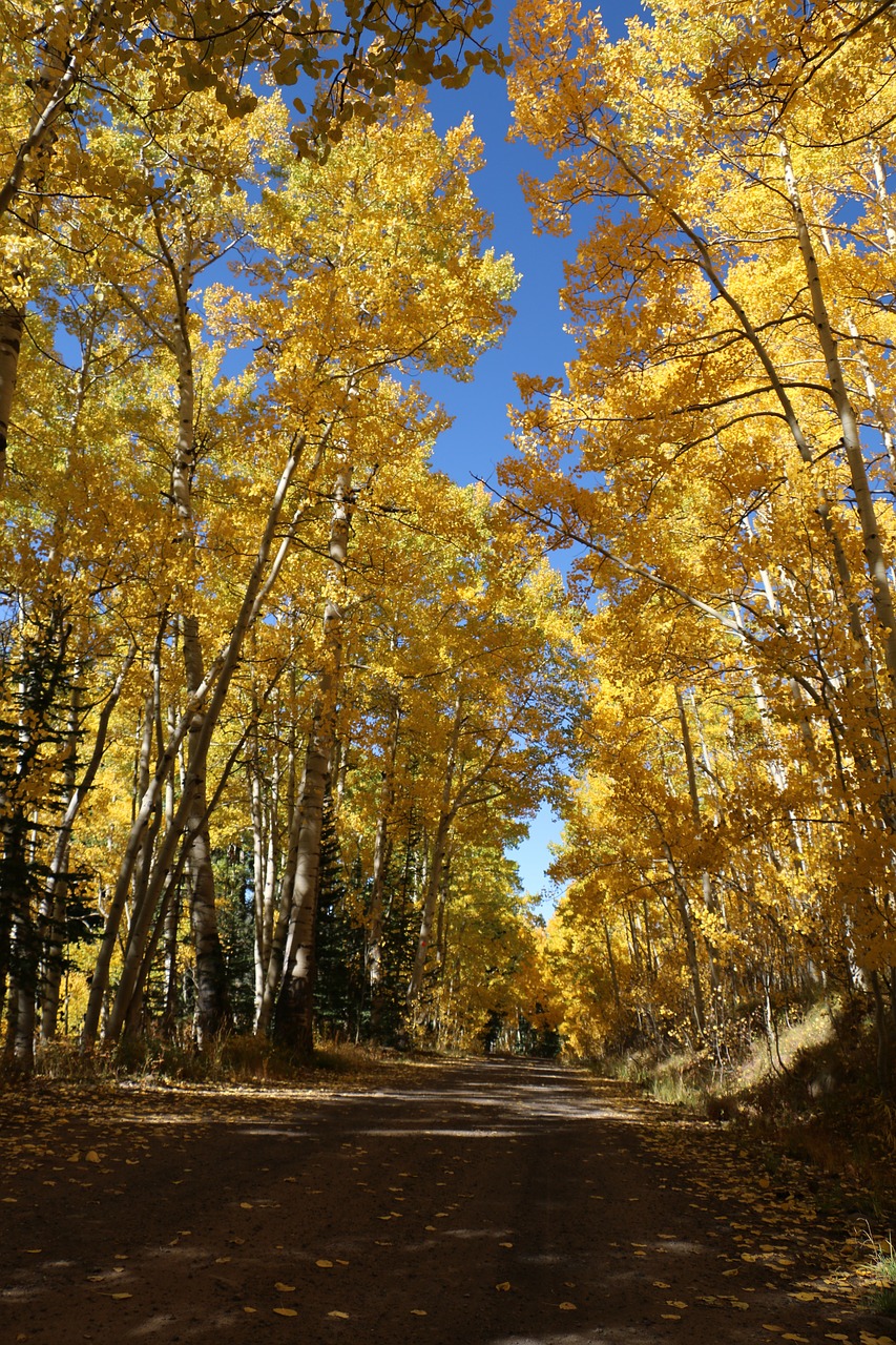 autumn trees aspens free photo