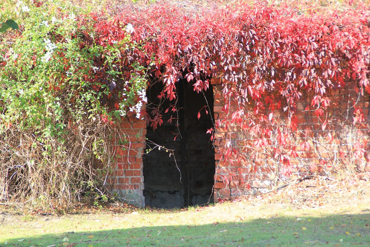 autumn fall foliage golden autumn free photo