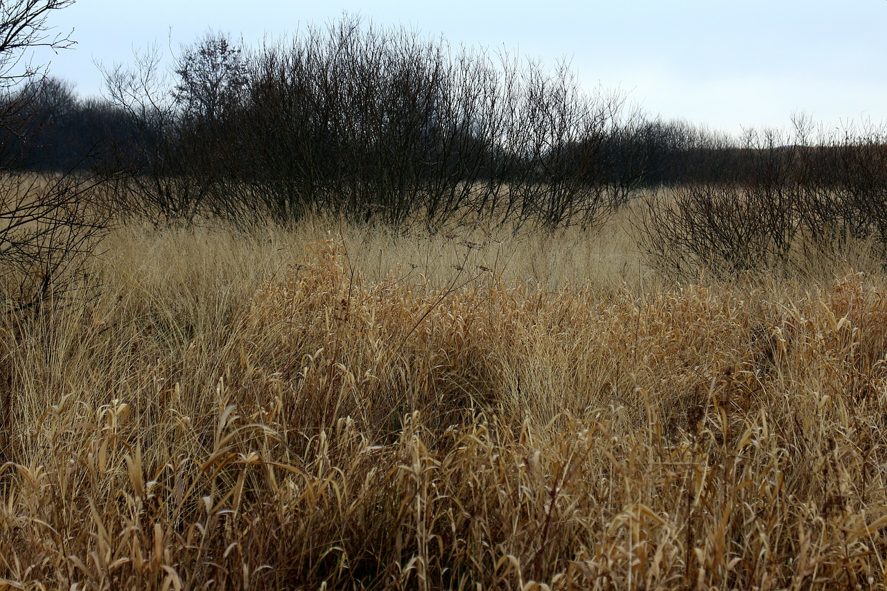 autumn reed grass free photo