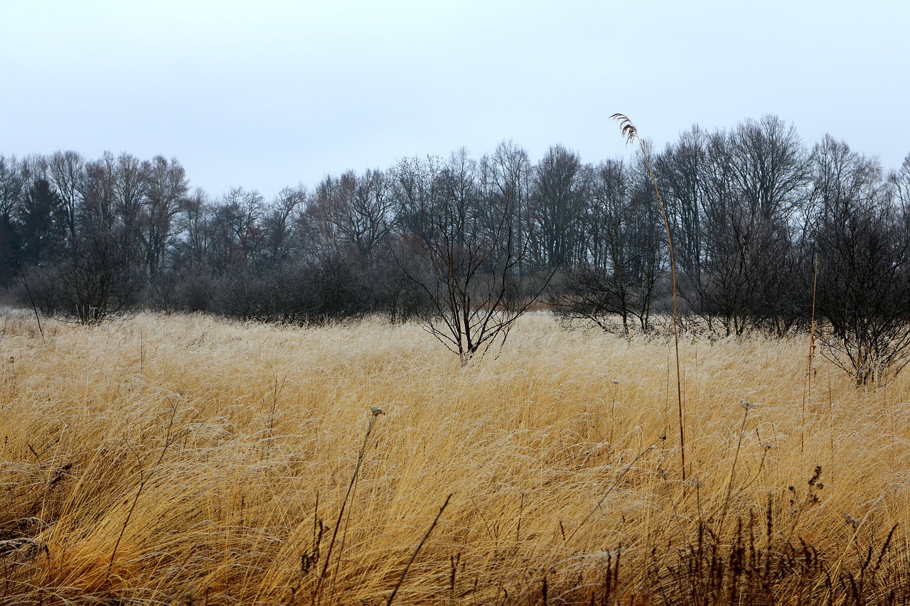 autumn winter frost free photo