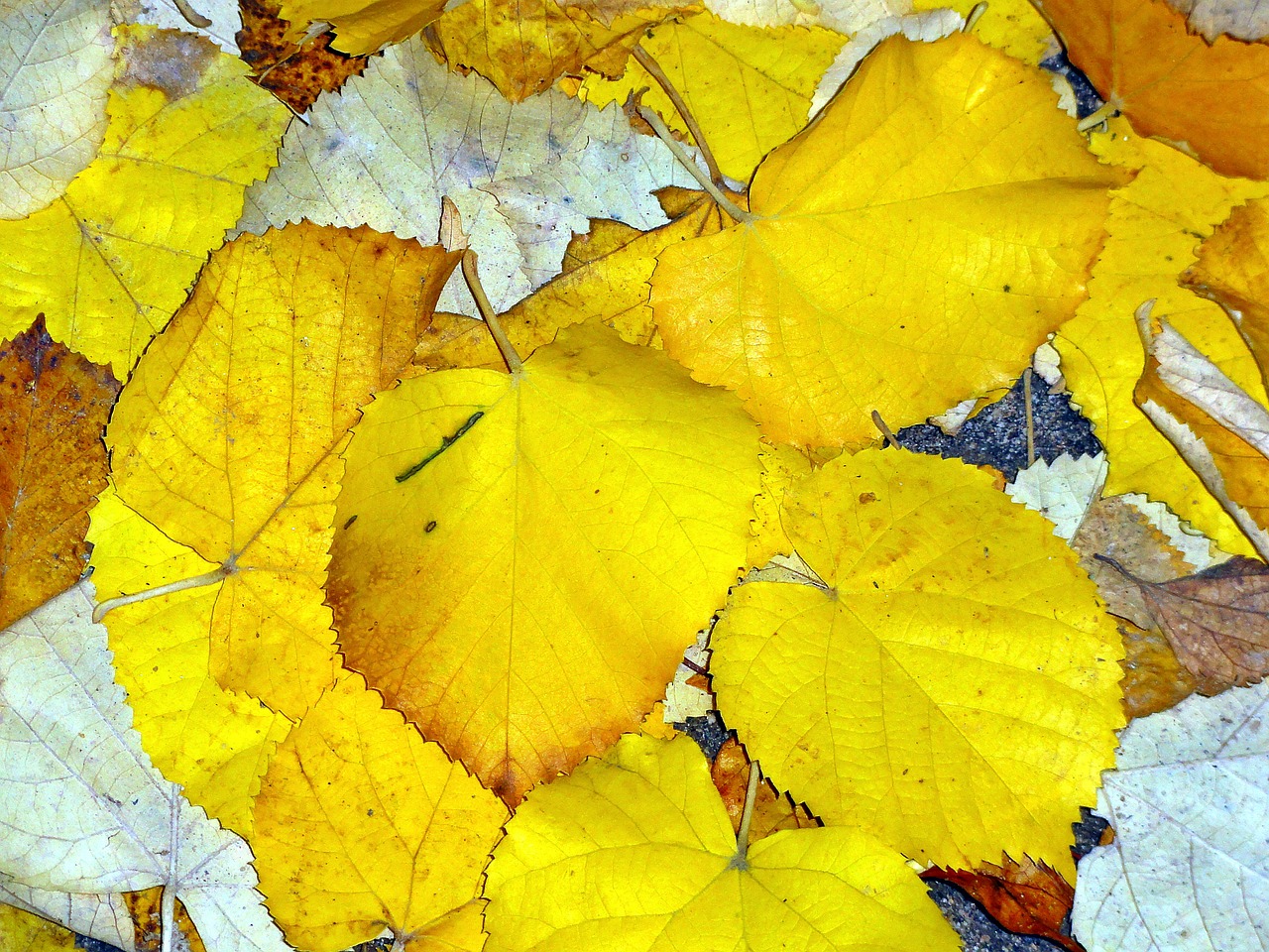 autumn leaves nature free photo