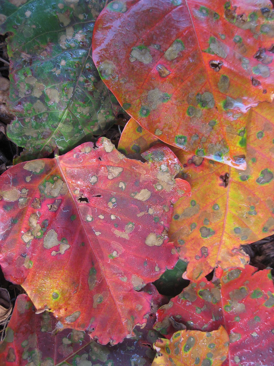 autumn leaf orange free photo