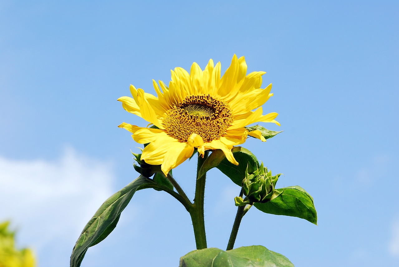 autumn sky park sunflower free photo