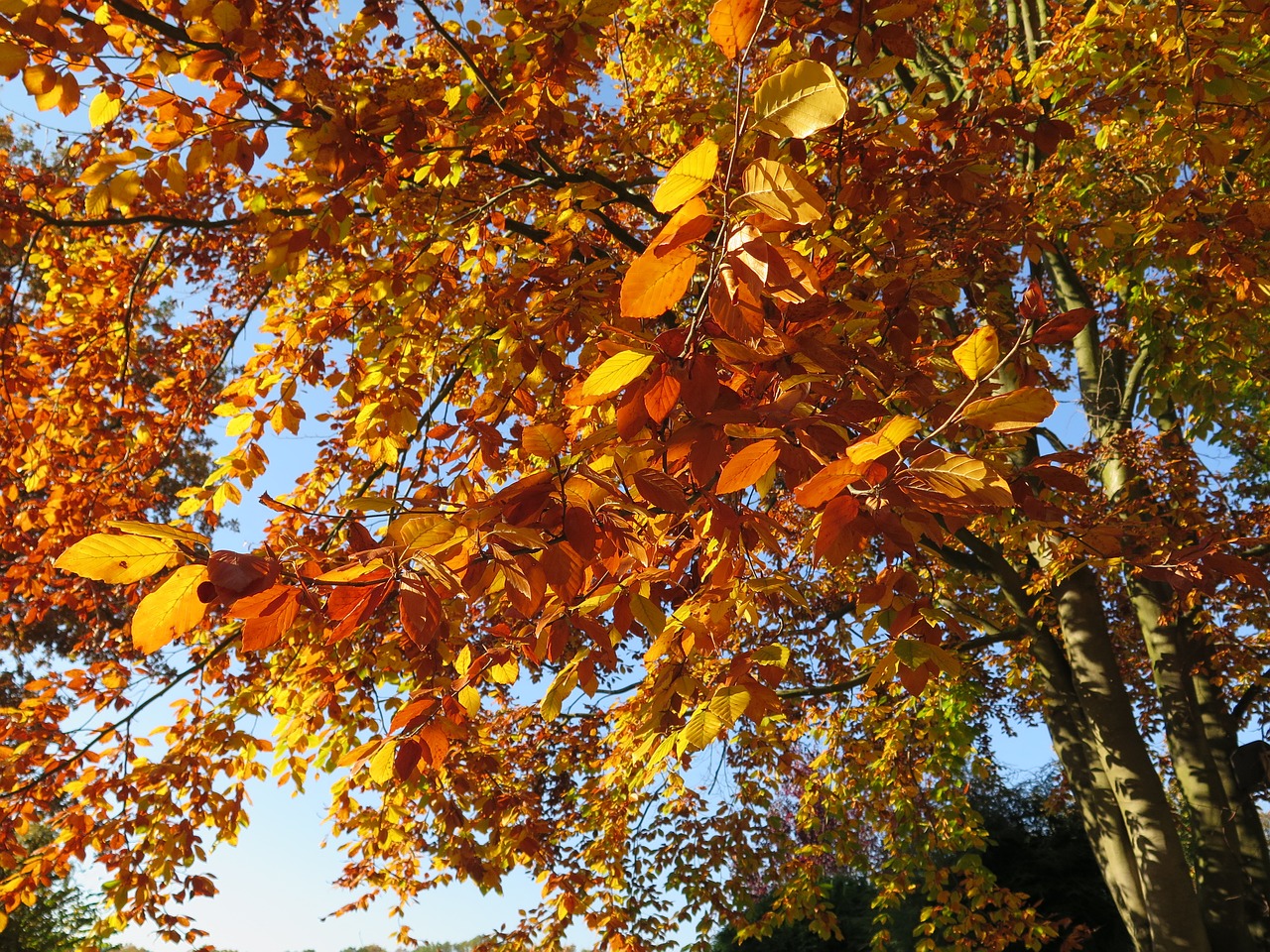 autumn leaves park free photo