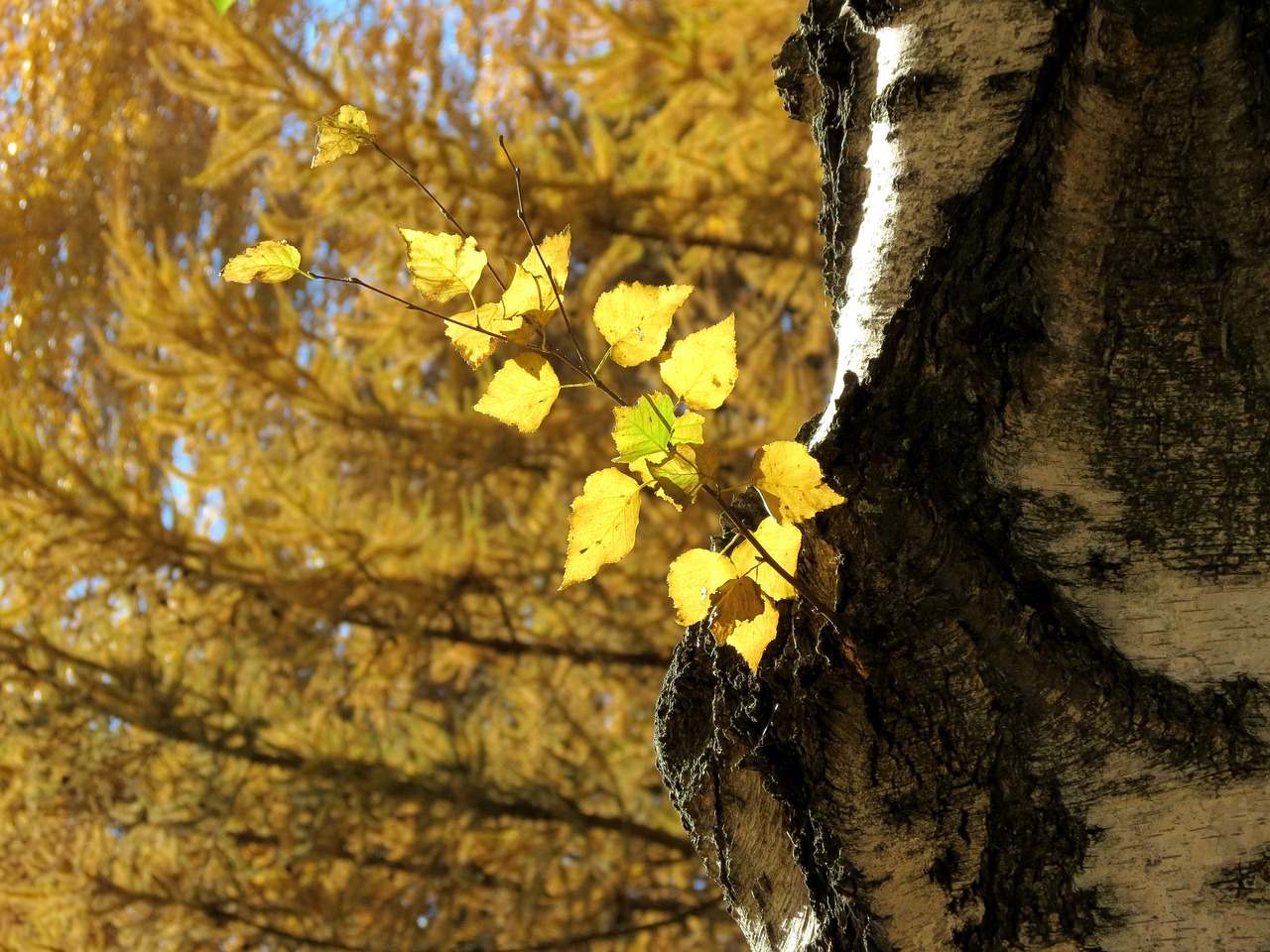 autumn leaves autumn leaves free photo