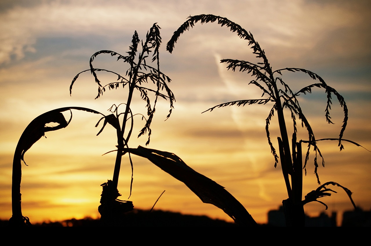 autumn fall twilight free photo