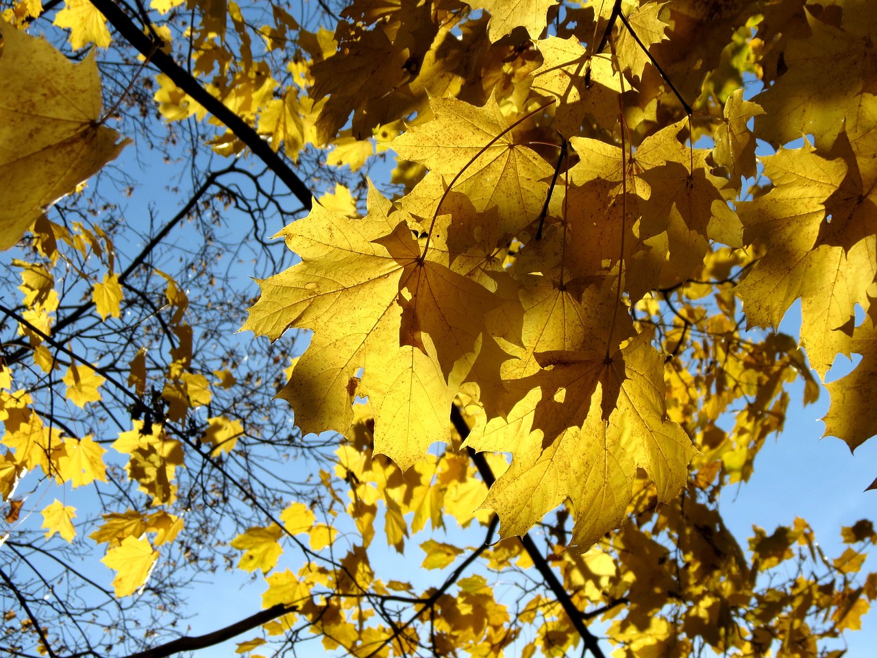 autumn yellow leaves autumn leaf free photo