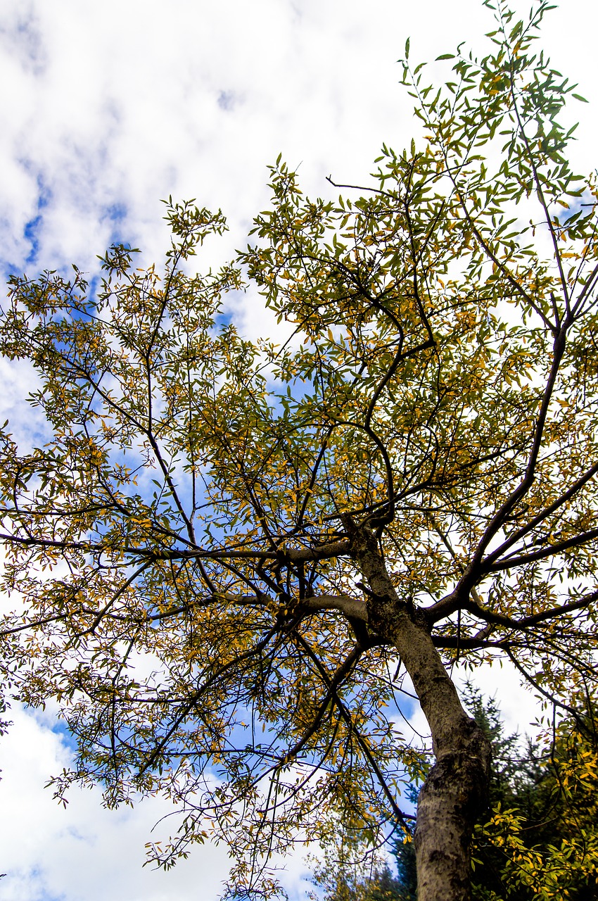 autumn tree yellow free photo