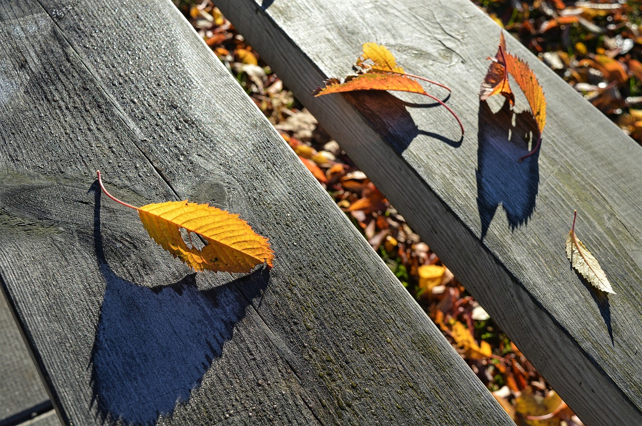 autumn leaf fall free photo