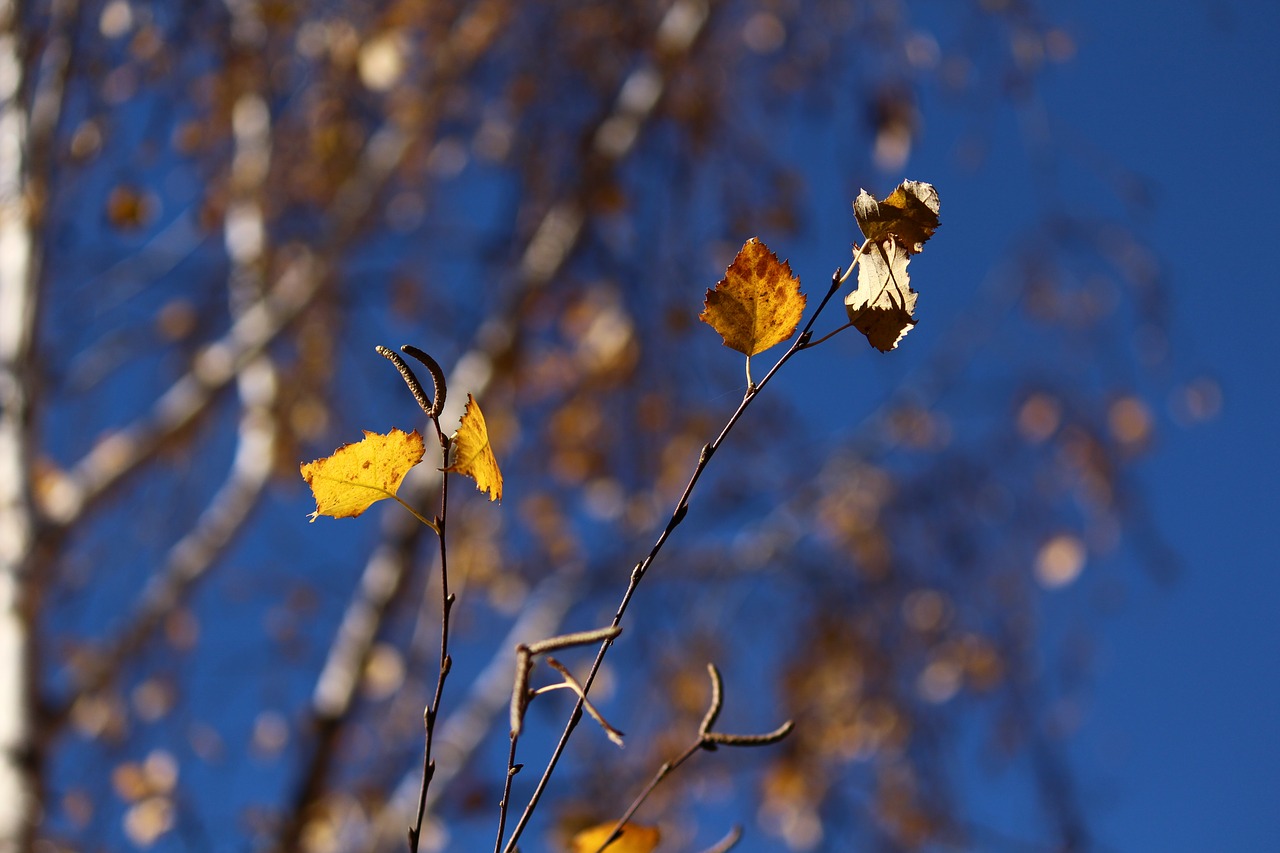 autumn birch leaves free photo