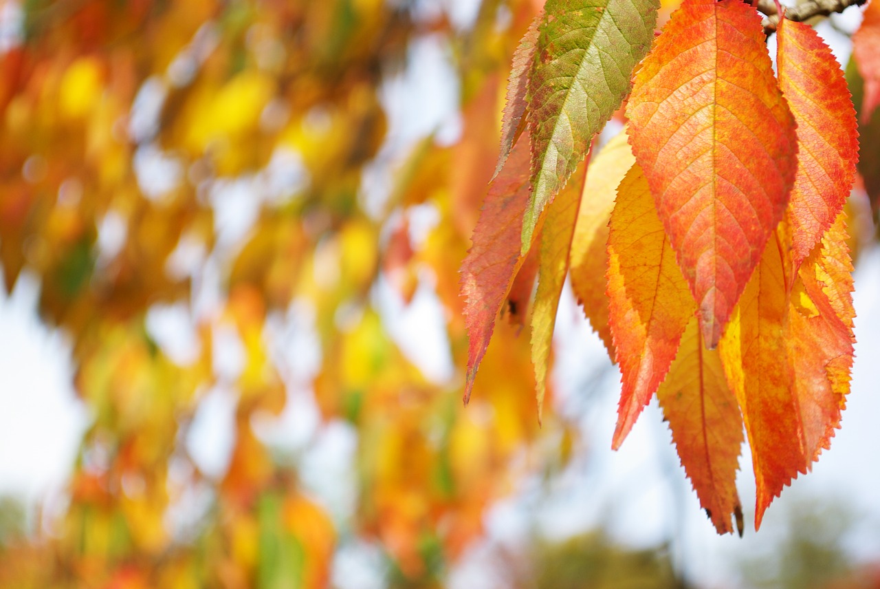 autumn leaves colorful free photo