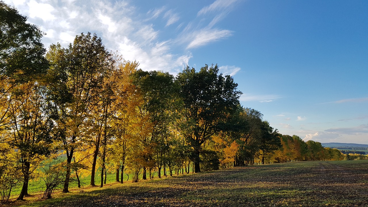 autumn trees golden autumn free photo