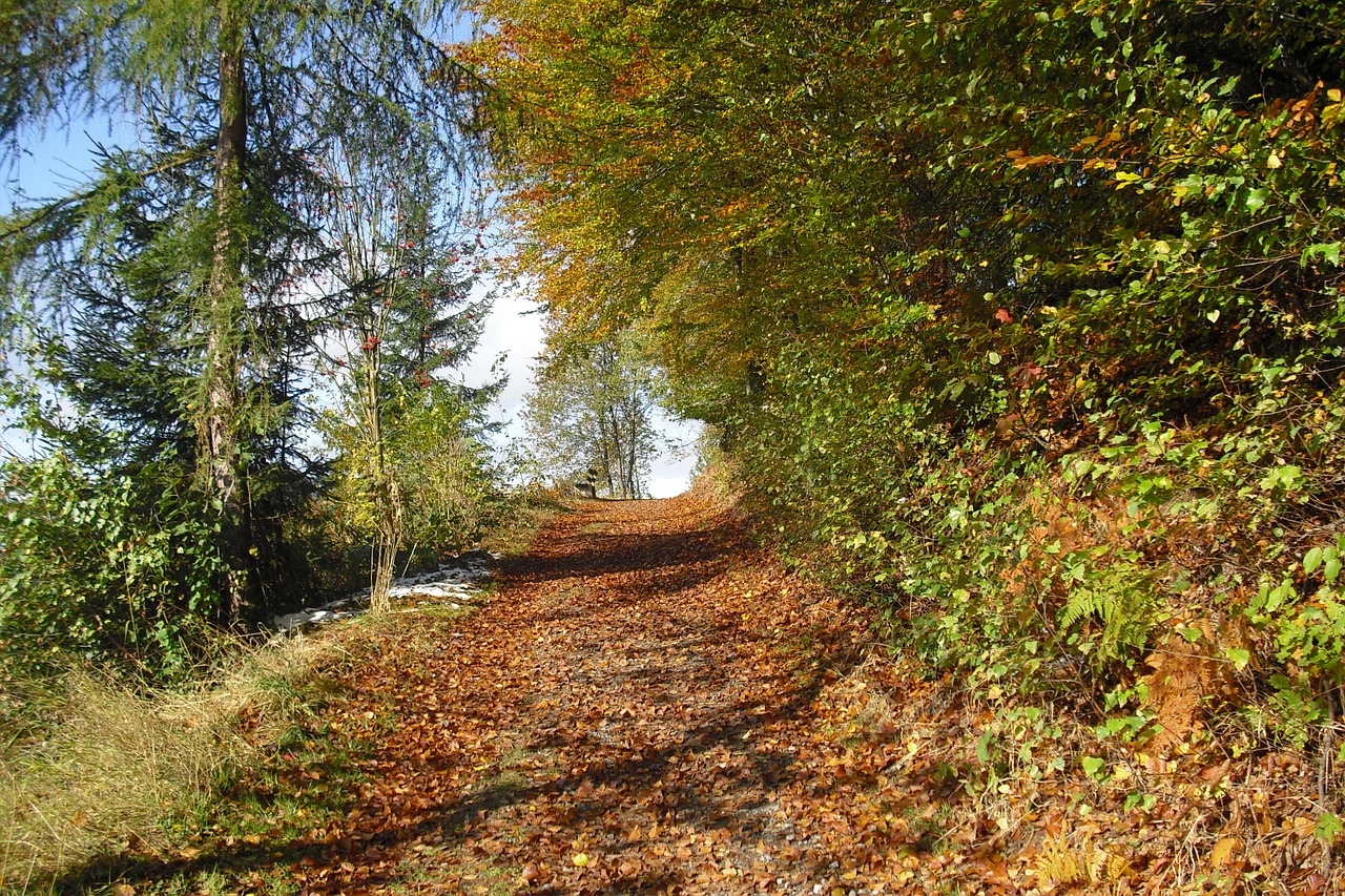 autumn forest path nature free photo