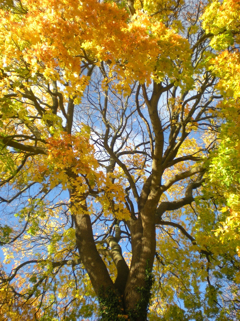 autumn yellow orange free photo