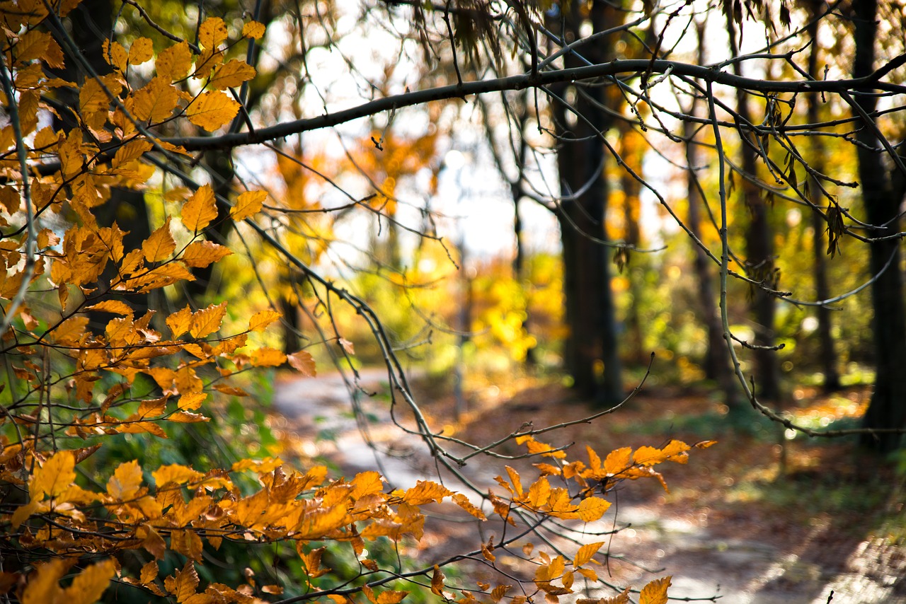 autumn woods colours free photo