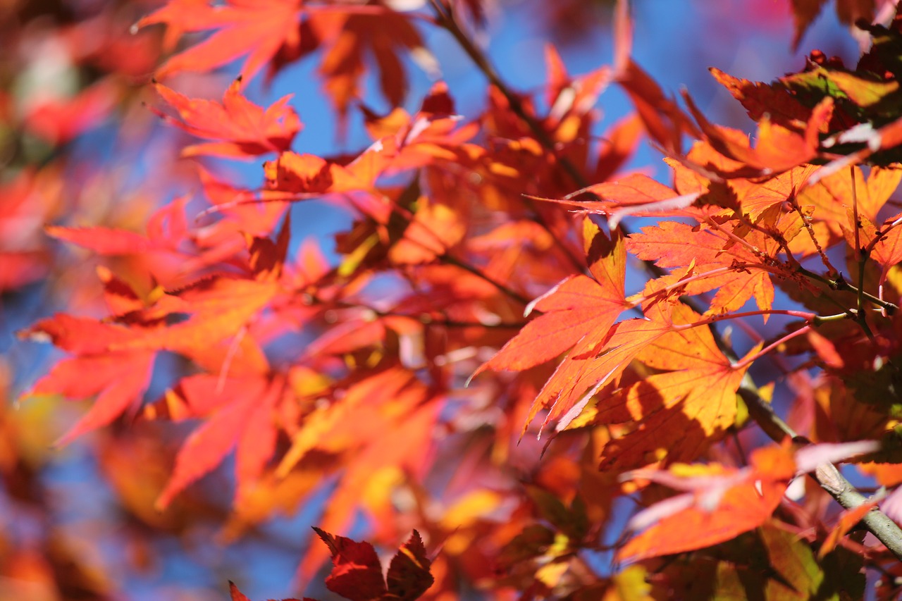 autumn colour fall free photo