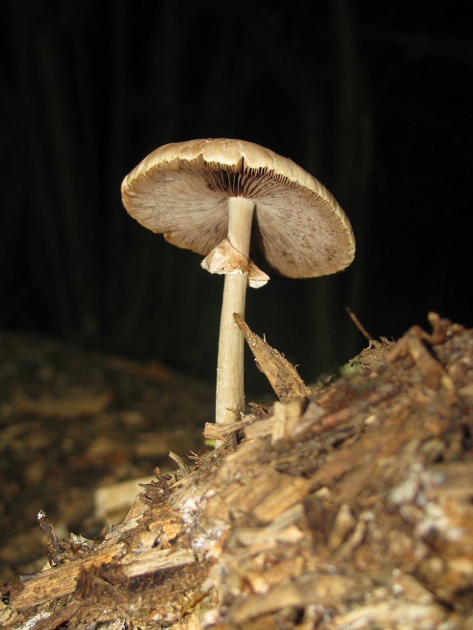 autumn forest mushrooms free photo