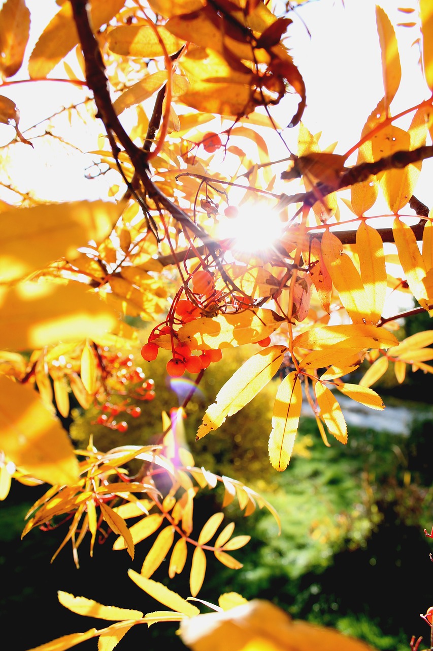 autumn rowan autumn leaves free photo