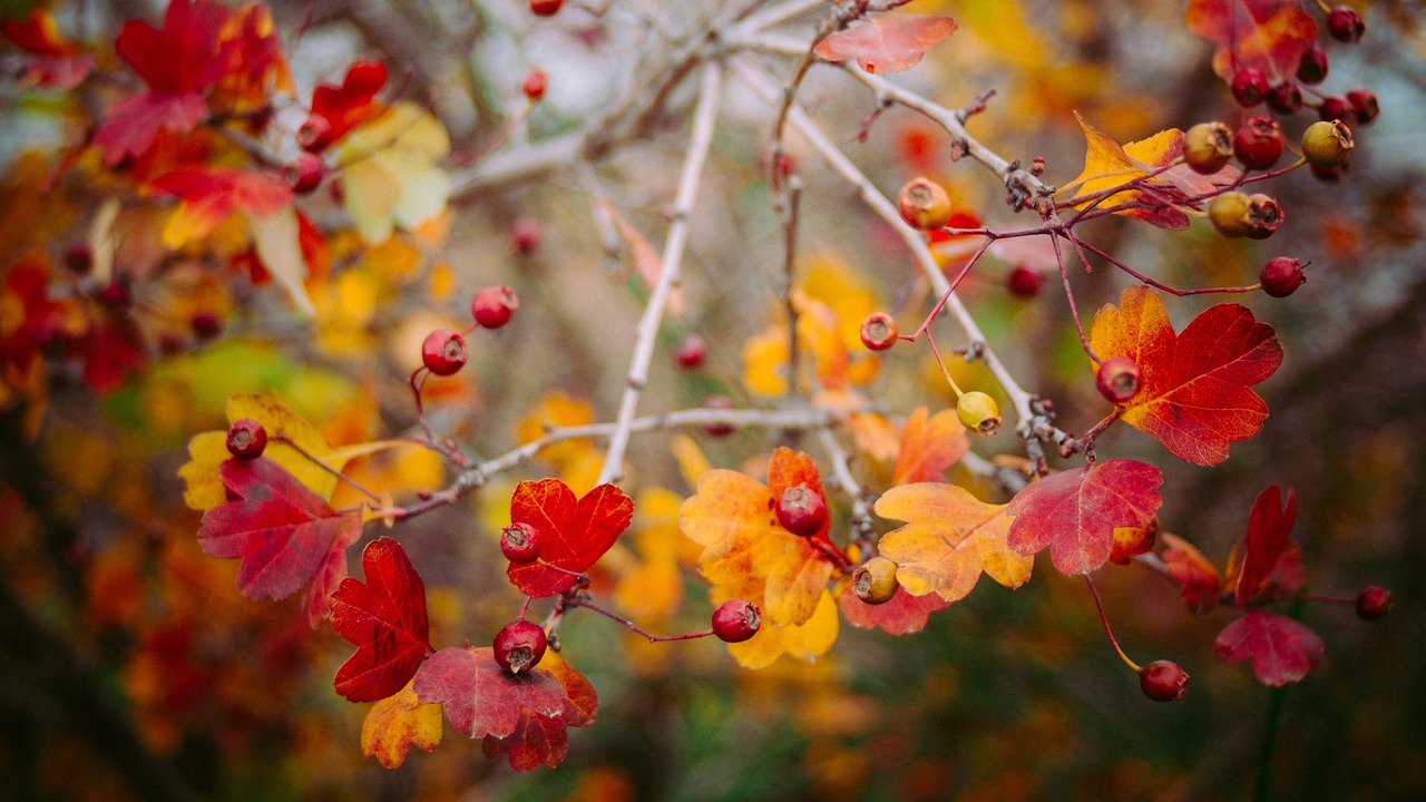 autumn fall leaves free photo