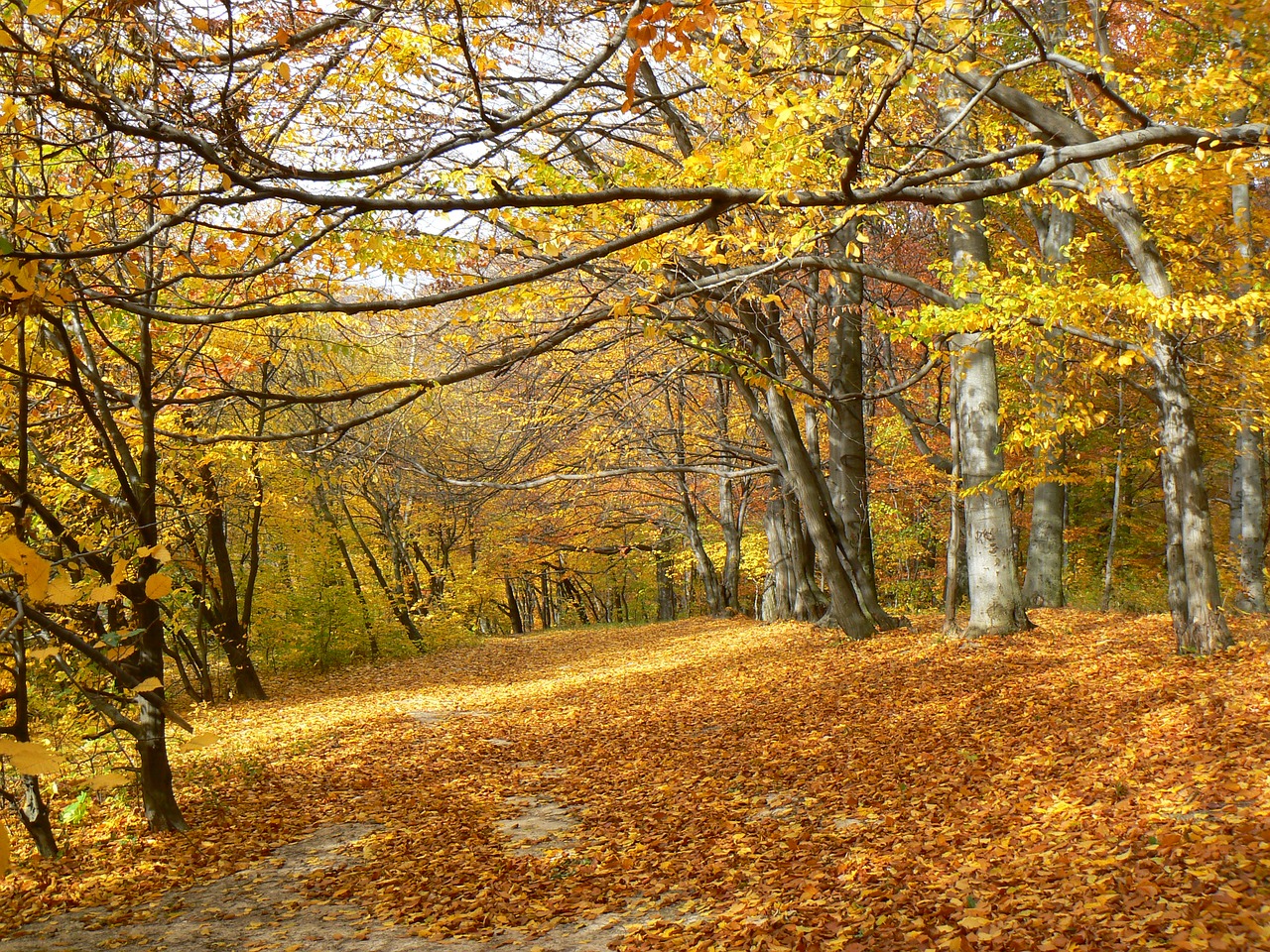 autumn forest golden autumn free photo