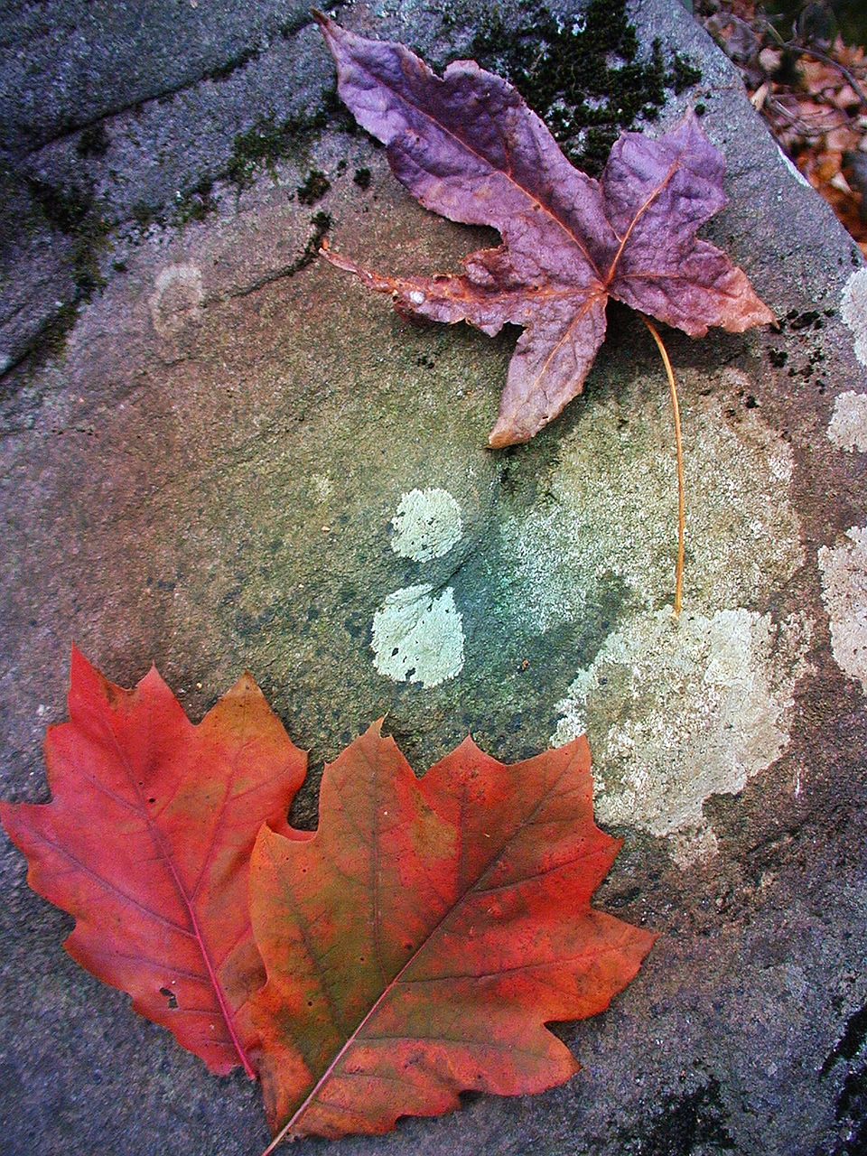 autumn leaves stone free photo