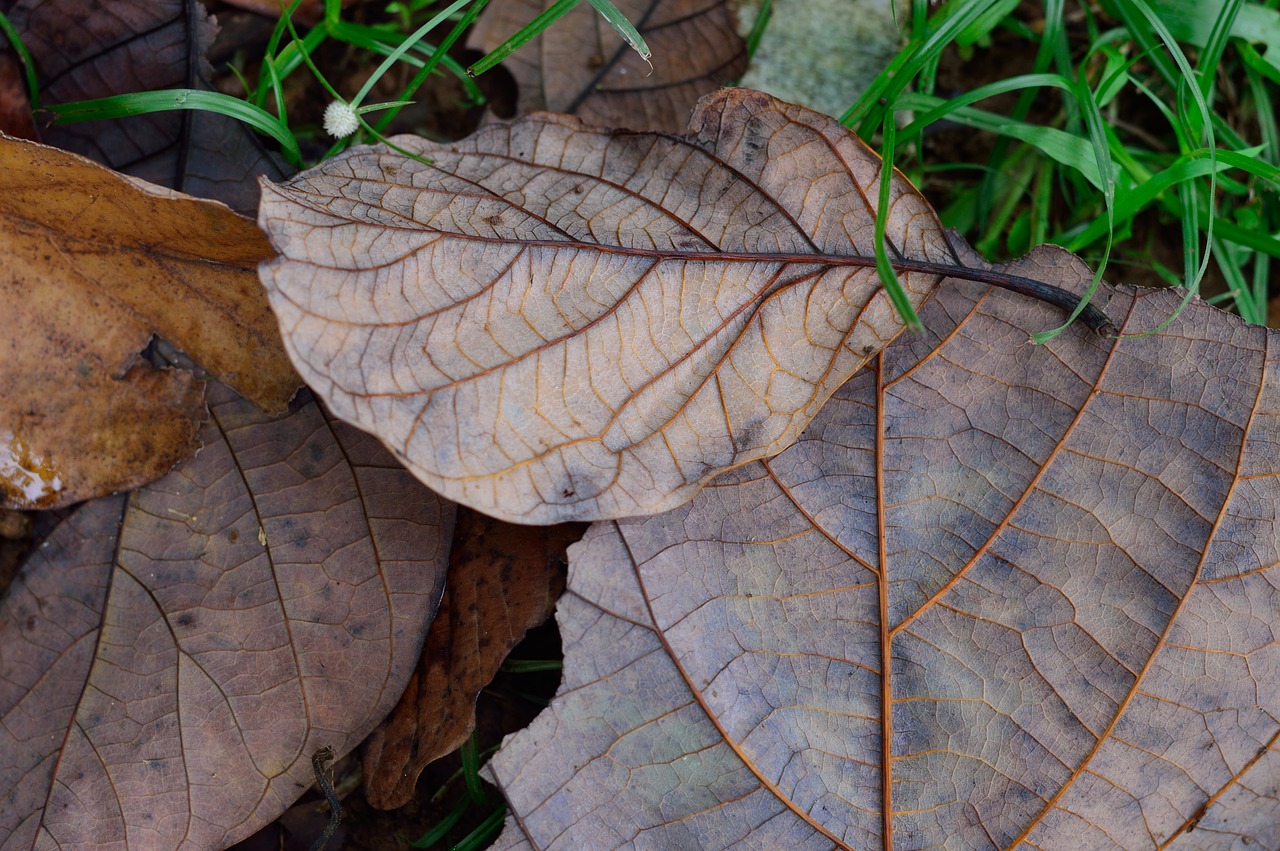 autumn dry leaf free photo