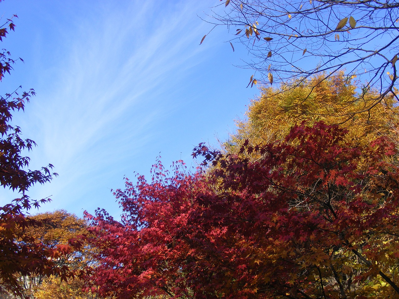 autumn sky free pictures free photo