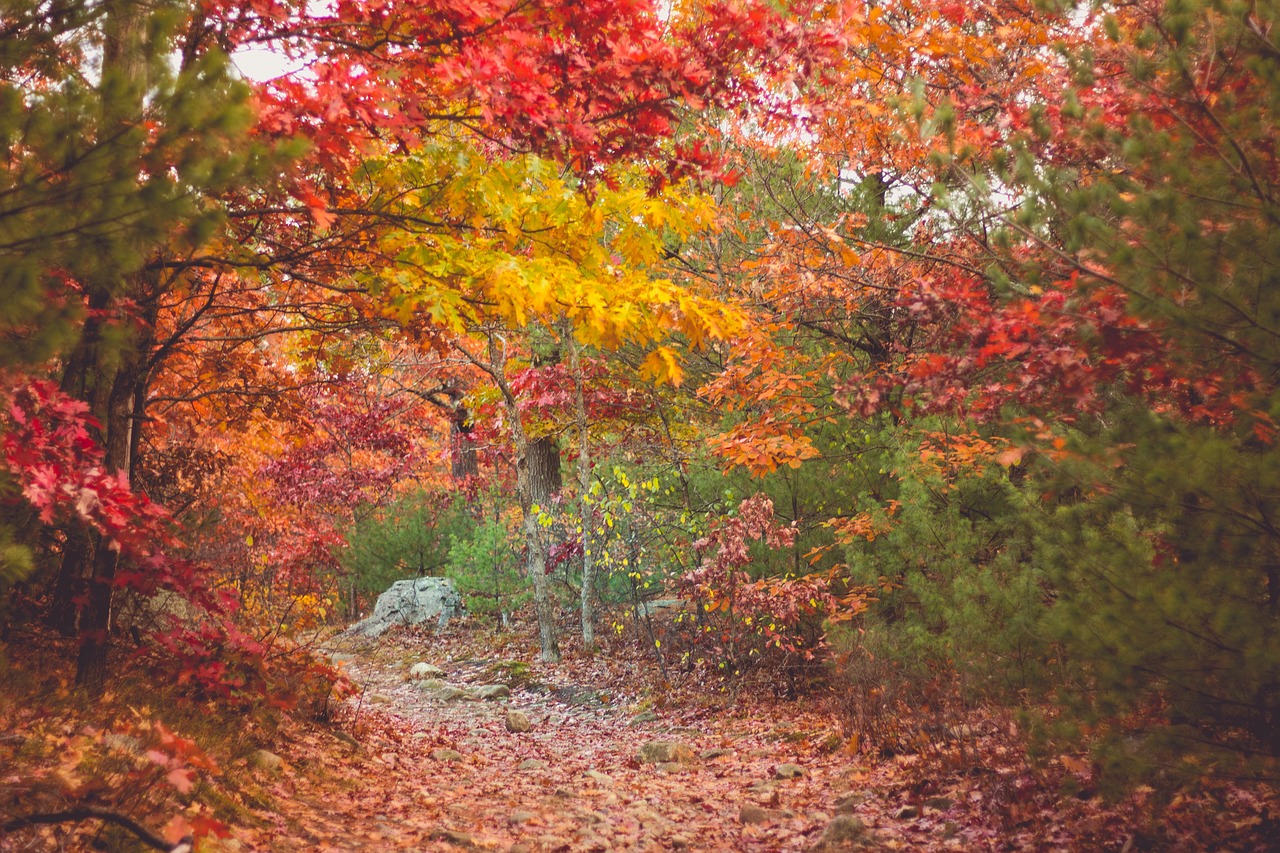 autumn fall trees free photo