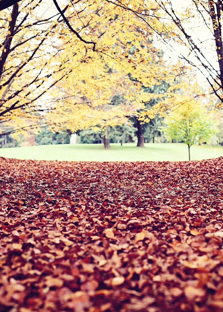 autumn fall leaves free photo