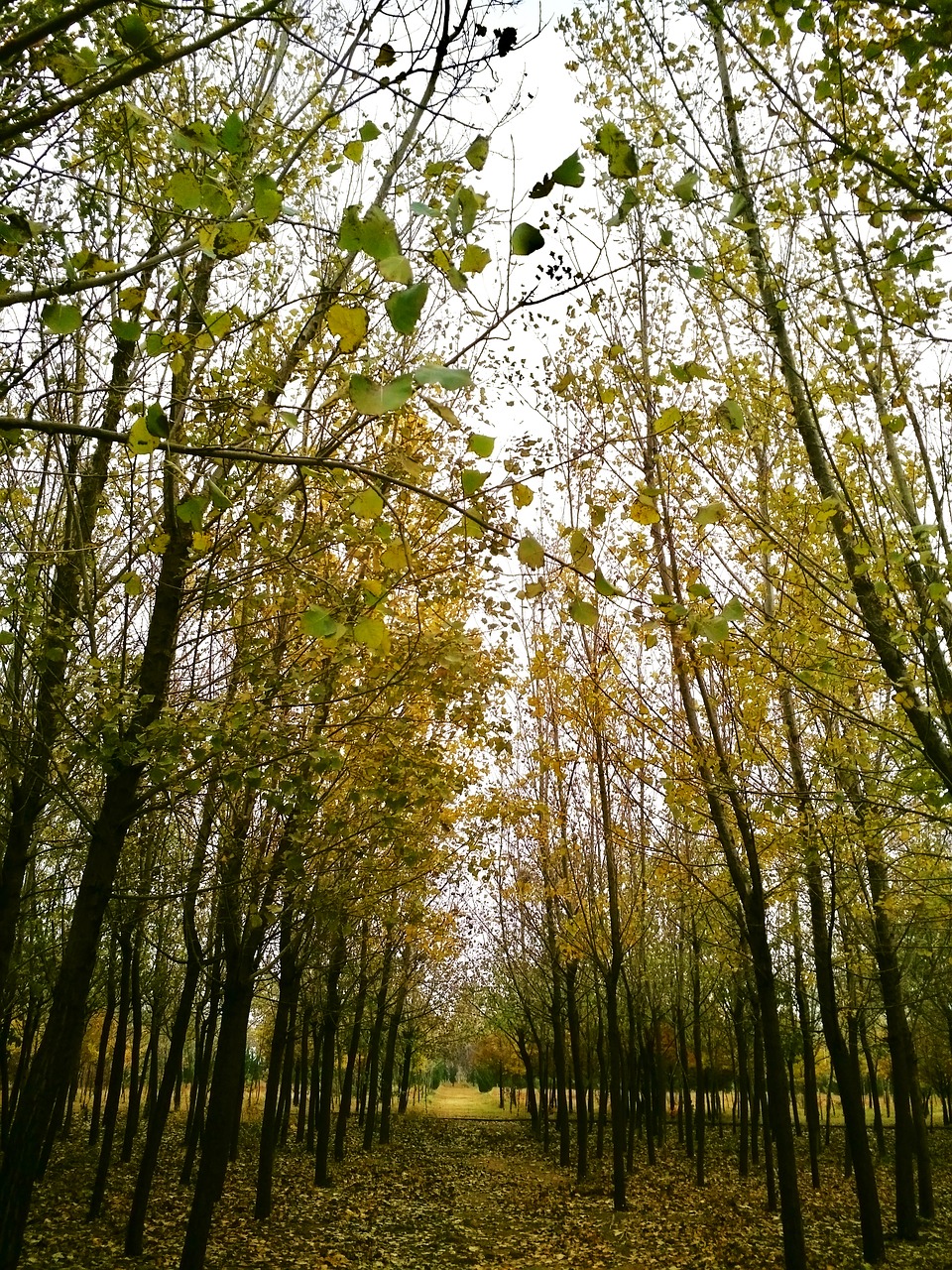 autumn defoliation wither free photo