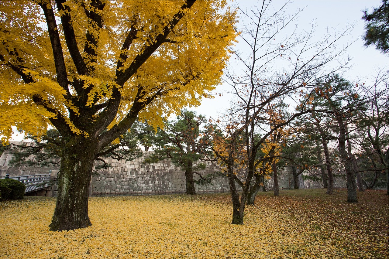 autumn fall trees free photo