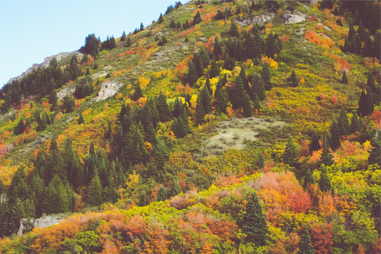 autumn trees hill free photo