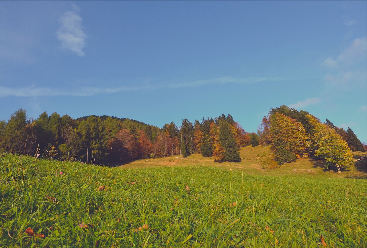 autumn trees fall free photo