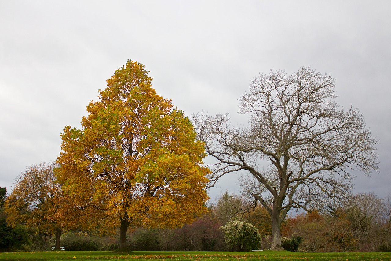 autumn trees leaves free photo