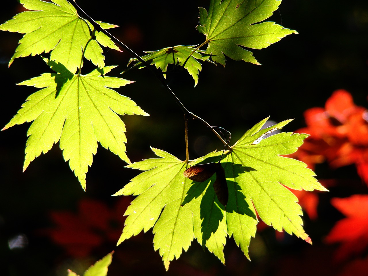 autumn autumn leaves nature free photo