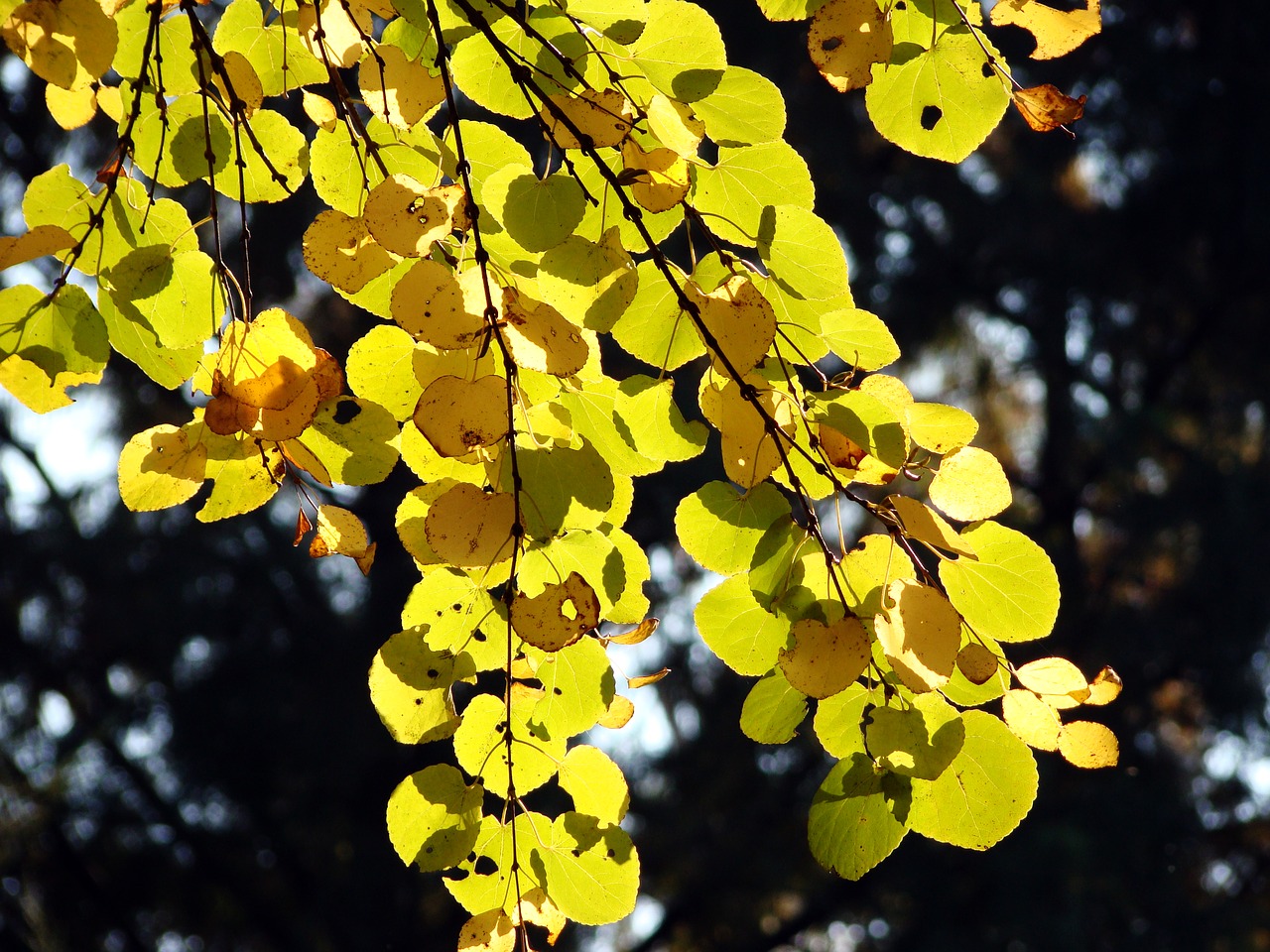 autumn autumn leaves nature free photo