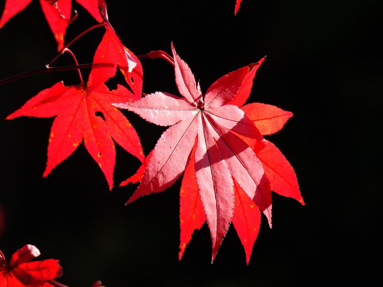 autumn autumn leaves nature free photo