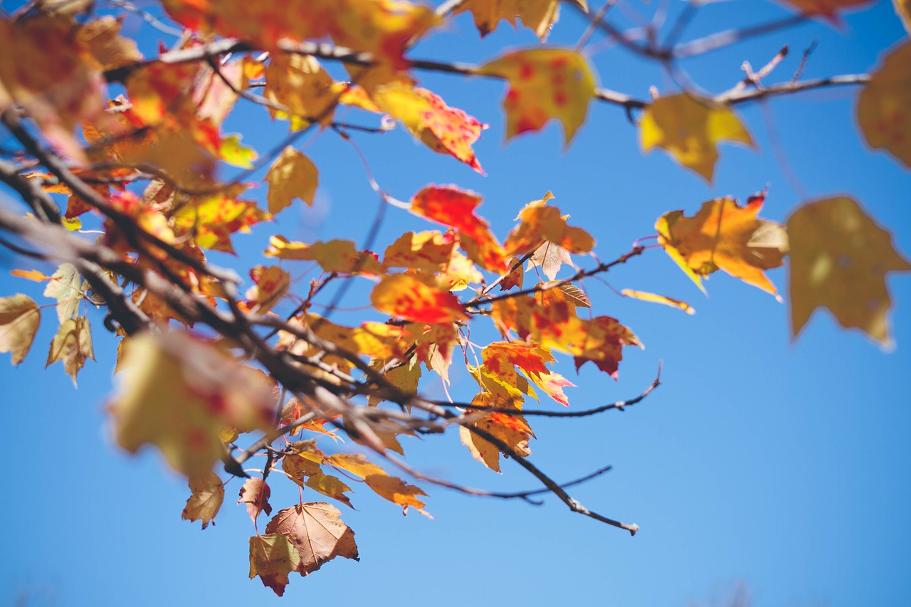 autumn leaves branches free photo