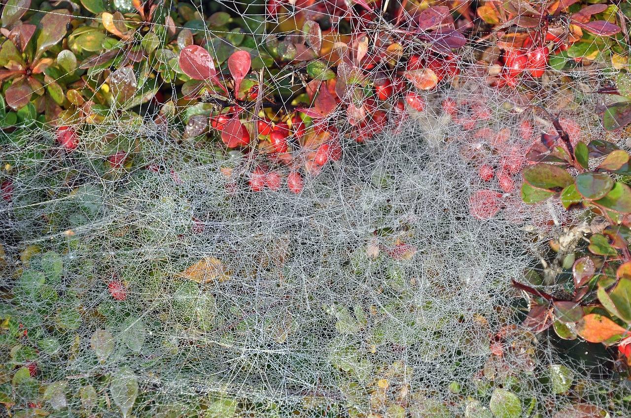 autumn spider webs cobweb free photo
