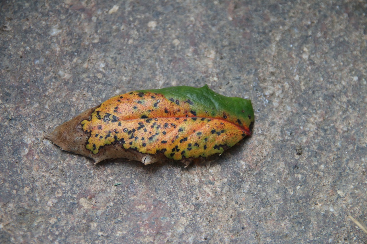 autumn leaf colorful leaves free photo