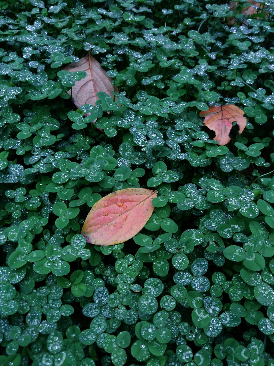 autumn leaf cool free photo