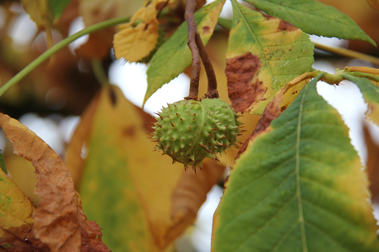 autumn chestnut buckeye free photo