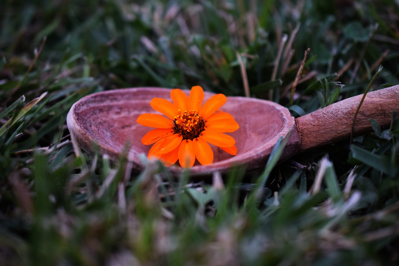 autumn flower grass free photo