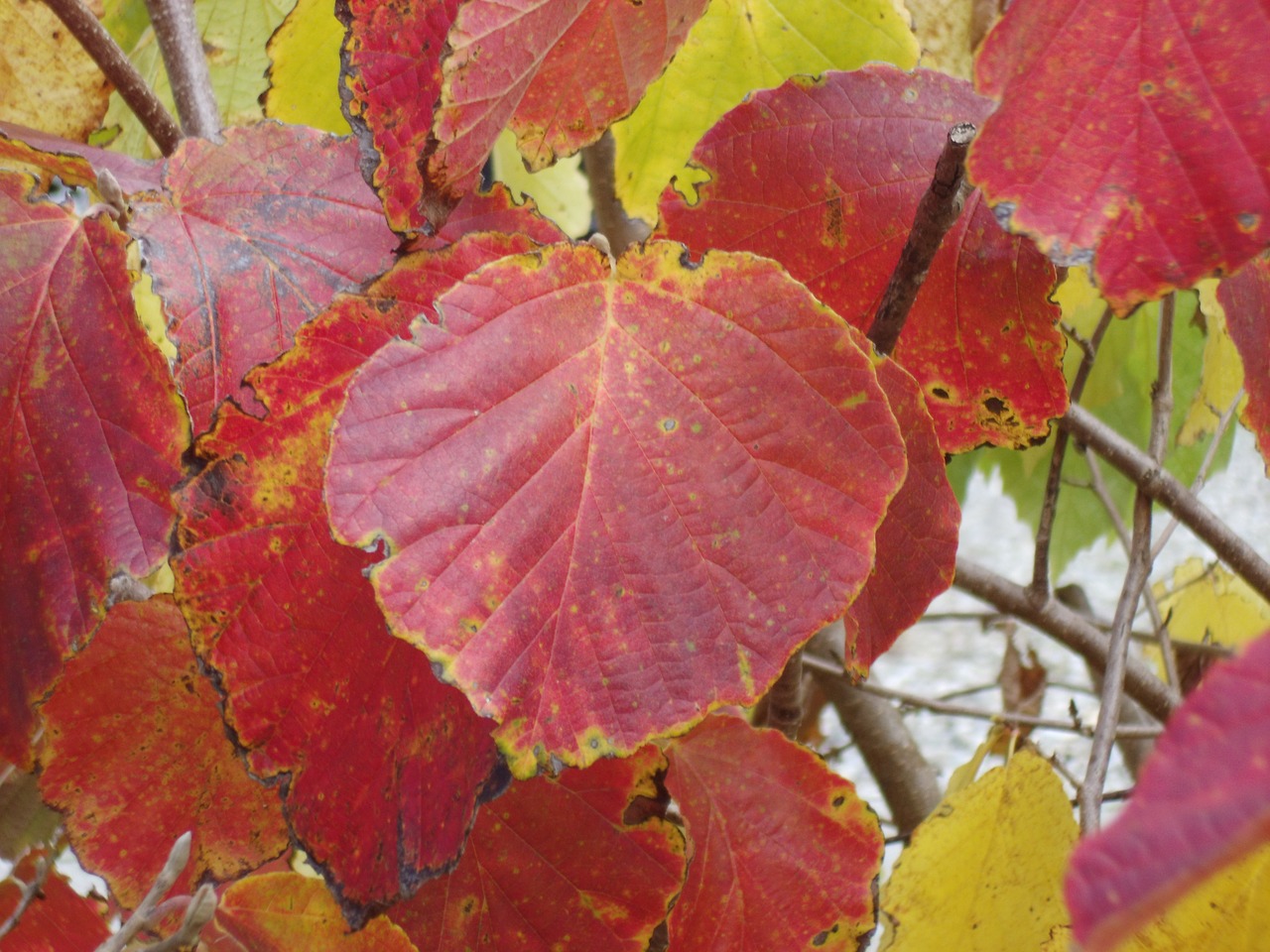 autumn leaf red free photo