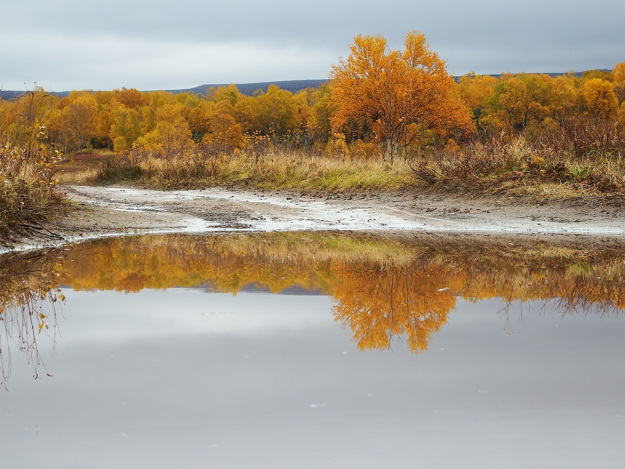 autumn puddles reflection free photo