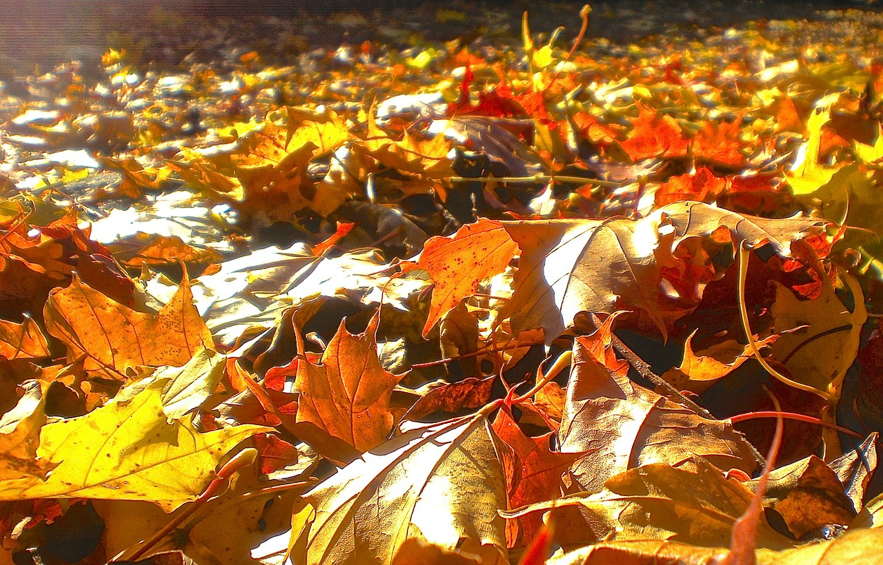 autumn leaf red free photo