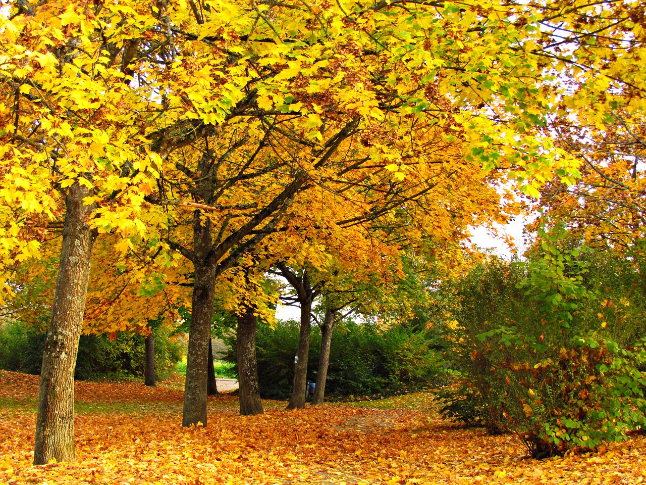 autumn gold foliage free photo